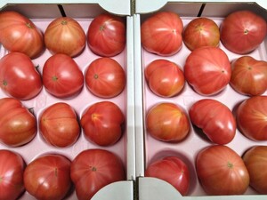  length . prefecture production [ fruit tomato ] sugar times 8~9.9 times.2 box set 