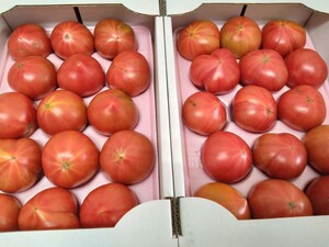  length . prefecture production [ fruit tomato ] sugar times 8~9.9 times.3L.2 box set 