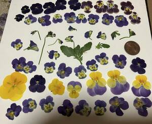  pressed flower viola! free shipping 