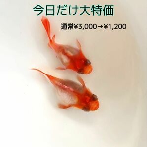 今日だけ大特価「プラチナ牡丹だるまメダカ」の有精卵10個＋α．紅と銀のコントラストが綺麗です【ダルマ　めだか　東天光】