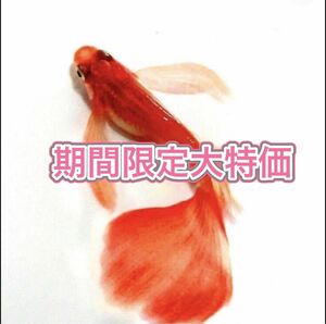 期間限定大特価「紅帝ヒレ長メダカ」の有精卵 10個＋α．【楊貴妃スワロー、ヒレ長】