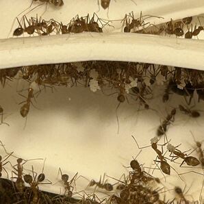 アシナガキアリ女王4匹、働き蟻250匹以上、卵多数の画像5