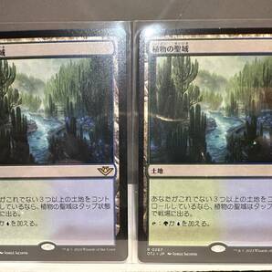 MTG 植物の聖域 Botanical Sanctum 日本語版 2枚セット サンダージャンクションの無法者の画像1