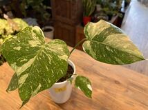 B モンステラ 斑入り タイコンステレーション Monstera VARIEGATA _画像3