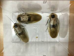 ブラベルスギガンテウス　成虫♂1匹　♀2匹 計3匹　死着無し　ペットローチ　ゴキブリ (注意事項あり) 