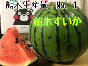 熊本春スイカ　1番なり　優品　13度前後　すいか1玉6キロ〜7キロ