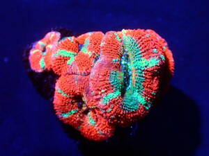 ☆カクオオトゲキクメイシ☆ 『Red Color 』美個体　《Coral Essence.jp》＃サンゴ#ハナサンゴ＃キクメイシ 