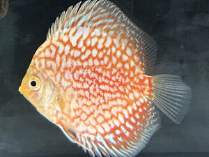  Star dust red discus approximately 7cm