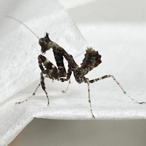 《保証あり》Parablepharis kuhlii asiatica 初令〜幼虫 6匹+a マオウカレハカマキリ マンティス カマキリの画像2