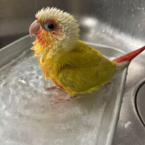 ウロコインコ サンチークの卵（食用）の画像4