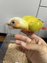 ウロコインコ　サンチークの卵（食用）_画像5