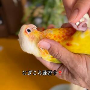 ウロコインコ サンチーク 有精卵（食用）の画像2