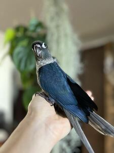 ウロコインコ　ヴァイオレットインブルーの卵(食用)