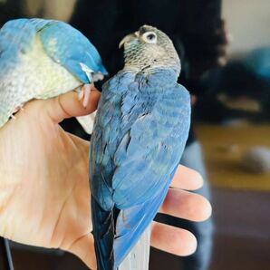 ウロコインコ ヴァイオレットインブルーの卵(食用)の画像4