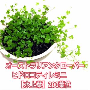 オーストラリアンクローバーヒドロコティレミニ【水上葉】３００葉位