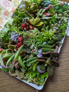 ◆多肉植物カット苗 箱にいっぱい！25種類 2セット