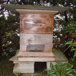 日本蜜蜂、分蜂分の画像1