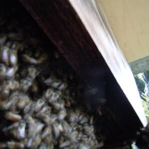 日本蜜蜂、分蜂分の画像2