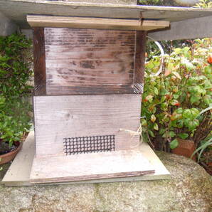 日本ミツバチ 今年分蜂群の画像1