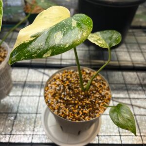 モンステラ デリシオーサ レガシー(Monstera deliciosa Variegata var.Legacy )美斑入り