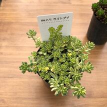 多肉植物 セダム 斑入りタイトゴメ レッドベリーセット寄せ植えに _画像2