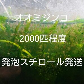 オオミジンコ2000匹程度 発泡スチロール送料無料