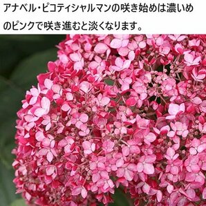 『ピコティシャルマン』 ピンクのアナベル 3号深ポット アジサイの苗木 耐寒性 紫陽花 skの画像2