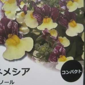 ネメシア苗 『メノール デュアルマゼンタ』 黄色と紫の花色 10.5㎝ポット skの画像2