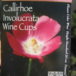 カリホー苗 インボルクラータ『ワインカップ』 １0.5cmポット ポピーマロー 耐寒性多年草 skの画像4