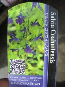 サルビア苗　『コアウイレンシス』　10.5センチポット　耐寒性宿根草　チェリーセージ