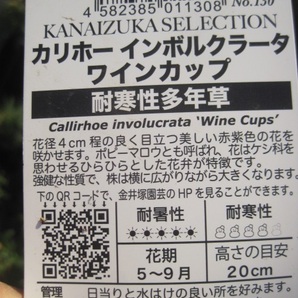 カリホー苗 インボルクラータ『ワインカップ』 １0.5cmポット ポピーマロー 耐寒性多年草の画像5