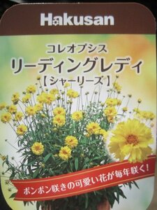 新世代コレオプシス苗　リーディングレディ　『シャーリーズ』　10.5CMポット　耐寒性宿根草