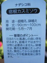 宿根かすみ苗　白花　八重咲　9cmポット　耐寒性多年草　切り花にも_画像5