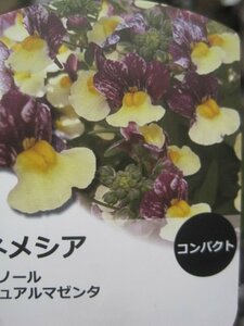 ネメシア苗　『メノール　デュアルマゼンタ』　黄色と紫の花色　10.5㎝ポット