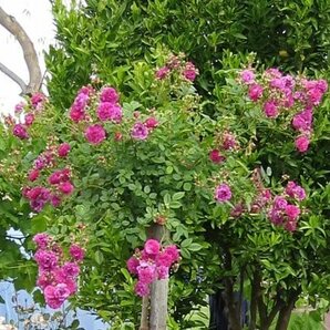 香るしだれ咲きのミニバラ苗『スイートチャリオット』 9センチポット 3~4本挿し 落葉状態 ｓｋの画像2
