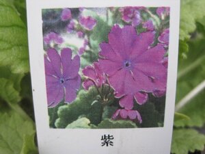 ニホンサクラソウ苗　『紫』　9cmポット　耐寒性宿年草　山野草　桜草