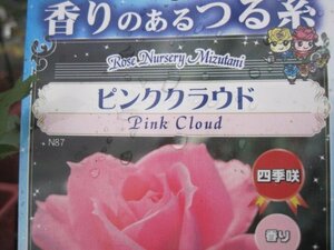 『CL　ピンククラウド』　バラ新苗　つる　１２センチポット　CL
