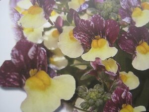 ネメシア苗　『メノール　デュアルマゼンタ』　黄色と紫の花色　10.5㎝ポット　sk