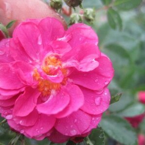 香るしだれ咲きのミニバラ苗『スイートチャリオット』 9センチポット 3~4本挿し 落葉状態 ｓｋの画像7