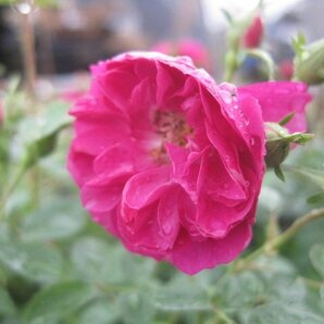 香るしだれ咲きのミニバラ苗『スイートチャリオット』 9センチポット 3~4本挿し 落葉状態 ｓｋの画像9