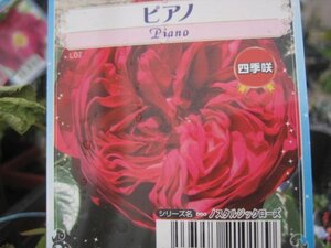 『ピアノ』　バラ新苗　大輪四季咲き　１２センチポット