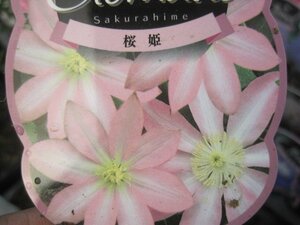 クレマチス苗　『桜姫』　2号ポット　１年生苗　パテンス系 sk