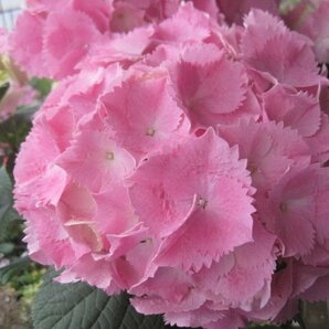 『ウインク』 アジサイ開花株 5号鉢  紫陽花の画像10