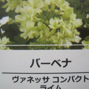 宿根バーベナ苗 『ヴァネッサ コンパクト ライム』 10.5センチポット 耐寒性宿根草 skの画像6