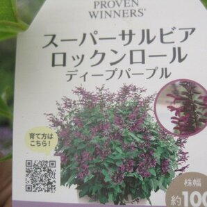 PWスーパーサルビア苗 ローックンロール 『ディープパープル』 9㎝ポット 新世代の花苗 の画像5