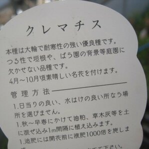 クレマチス苗 『H・Fヤング』 ２号ポット １年生苗 ラヌギノーサ系 skの画像5