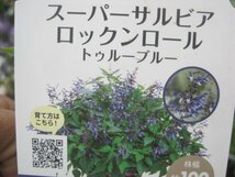 PWスーパーサルビア苗　ローックンロール　『トゥルーブルー』　9㎝ポット　新世代の花苗　_画像5