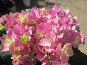 hydrangea blooming stock [......] pink 5 number pot purple . flower 4/13 photographing rare goods kind 