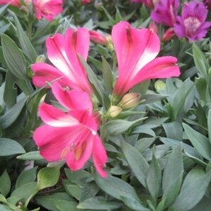 アルストロメリア苗 インティカンチャ『ロマンス』 ピンクに白 12CM深ポット 四季咲き性で背の低い 宿根草 の画像6