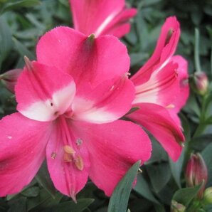 アルストロメリア苗 インティカンチャ『ロマンス』 ピンクに白 12CM深ポット 四季咲き性で背の低い 宿根草 の画像7